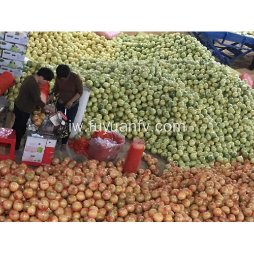 מ 2018 חדש pomelo היבול טרי